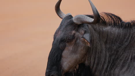 wildebeest portrait