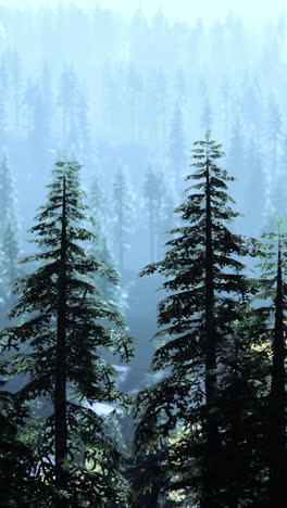 misty forest: a serene winter landscape