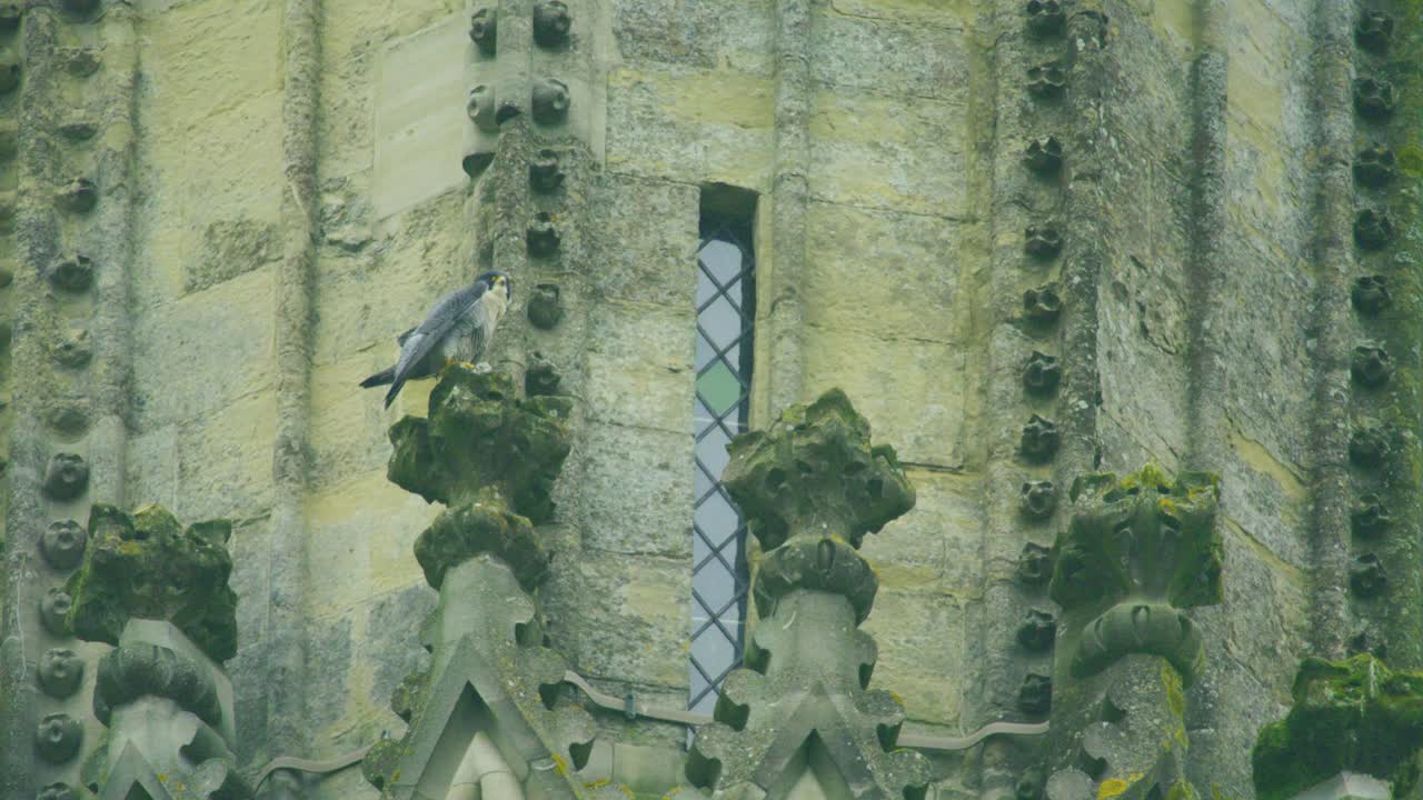 Falco pellegrino selvatico che si nutre della preda, appollaiato sulla muratura storica di una cattedrale, in pieno giorno