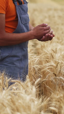 agricultor inspeccionando el cultivo de trigo