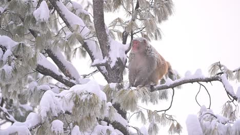 Rhesusaffen-Sitzend-Auf-Einem-Baum-Im-Schneefall