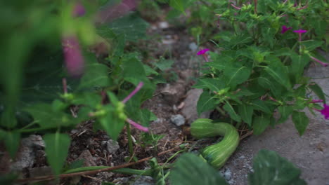 low view of zucchini plant and roots