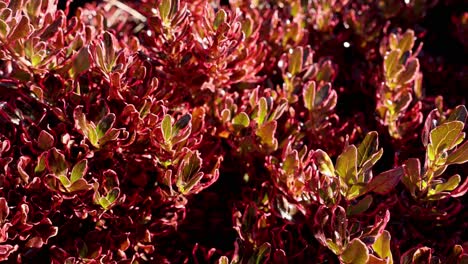 close-up of red bushes in melbourne park