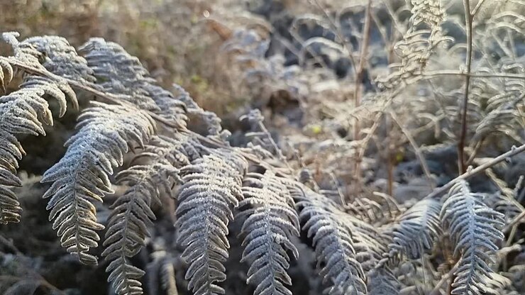 Primo piano di brina che ricopre foglie di felce, congelate in un paesaggio invernale rurale e selvaggio.