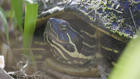 Painted-turtle-head-retracted-breathing,-eyes-and-skin