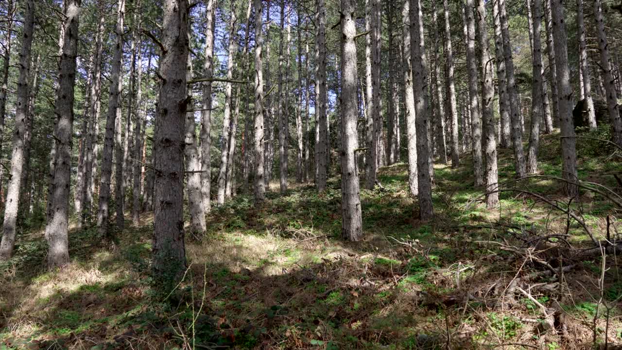 Video walking among tall dense pine tree forest Sunny Summer Day
