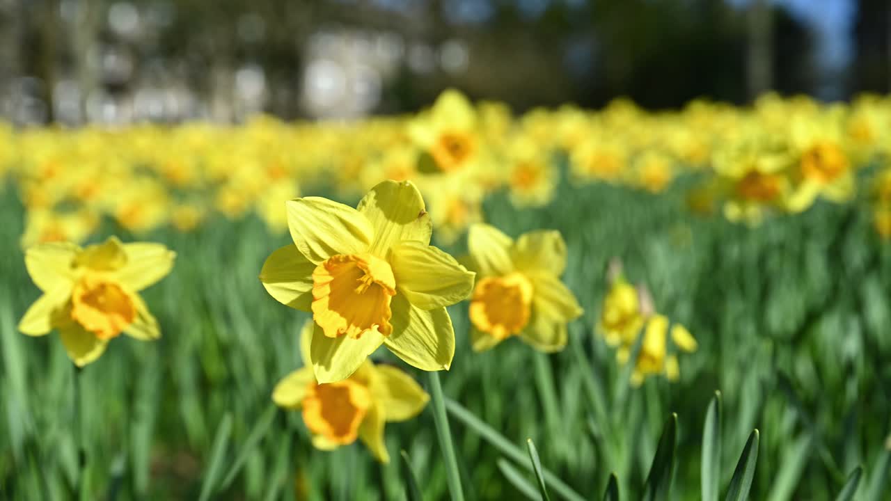 Yellow daffodil sways in the breeze, shallow depth of field, close up