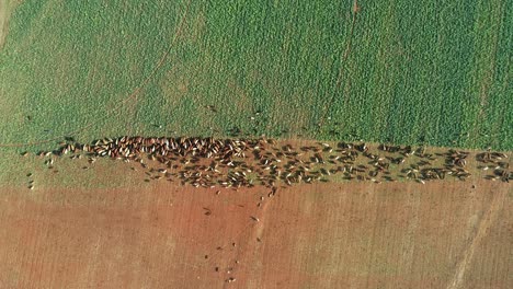 Aerial-view-of-strip-grazing-by-a-herd-of-cattle-with-movable-electrical-fencing-on-a-rural-farm,-South-Africa