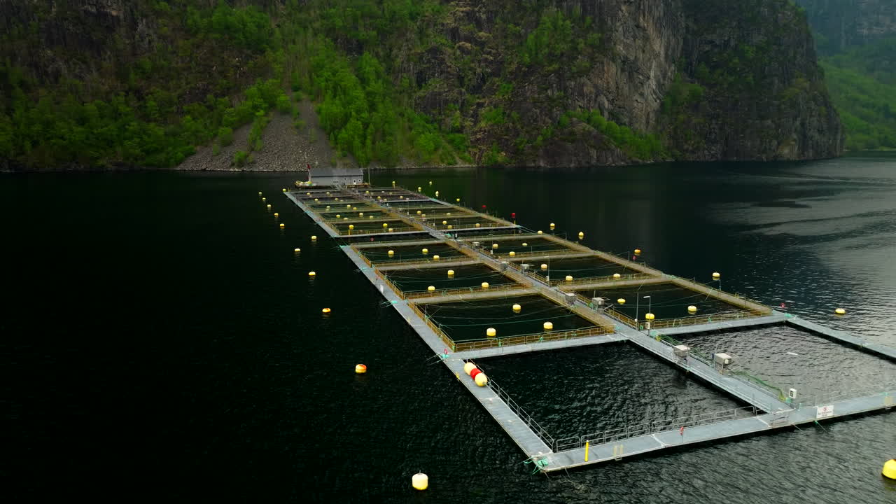 Aerial view of halibut fish farm with rectangular cages in fjord, Hjelmeland, Norway. Drone low flight