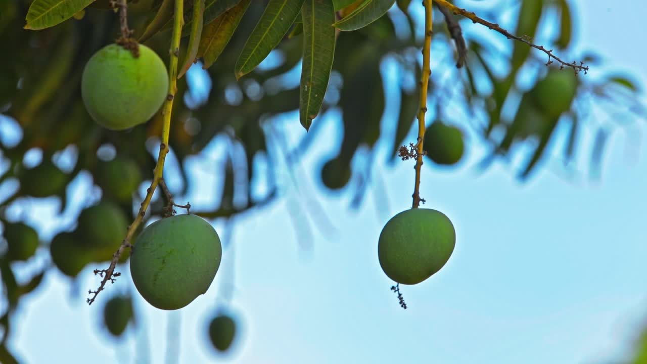mangos colgando del árbol en temporada de verano