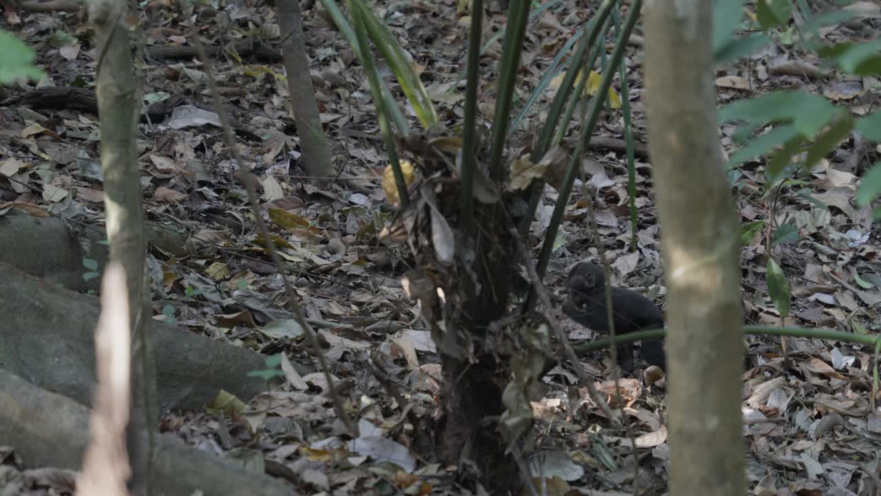 자유롭고 야생적인 아기 원이가 정글을 돌아다니며 뛰어다니며 주변을 탐험합니다.