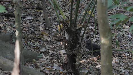 un mono bebé libre y salvaje caminando y saltando por la selva, explorando sus alrededores