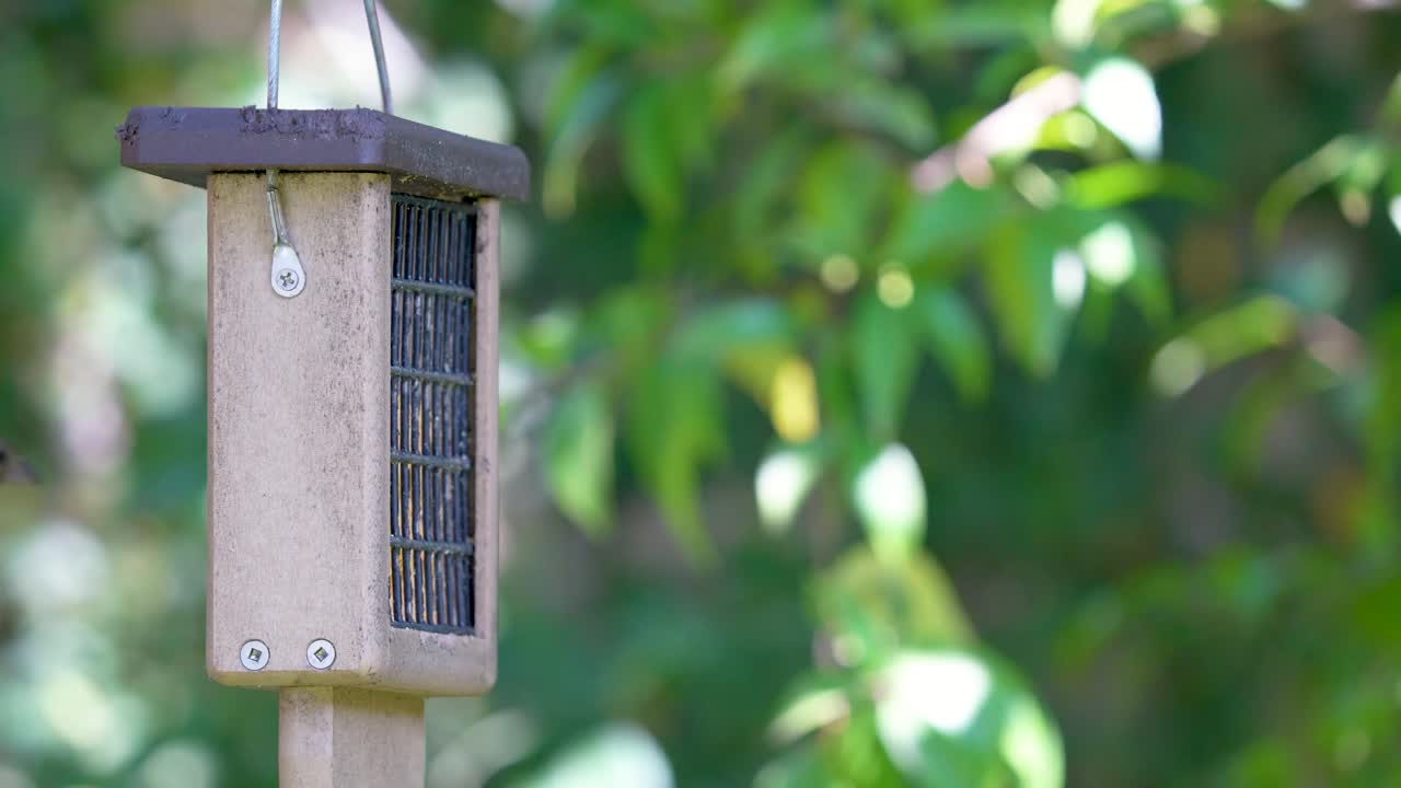 A House Finch feeds from a backyard suet feeder in Southern California