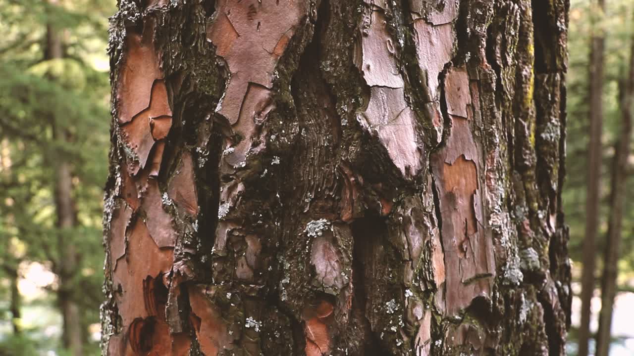 close-up of a pine trunk bark - Forest in India, Parvati Valley - Himachal Pradesh - Himalayas, India