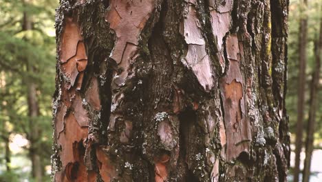 close-up of a pine trunk bark - forest in india, parvati valley - himachal pradesh - himalayas, india