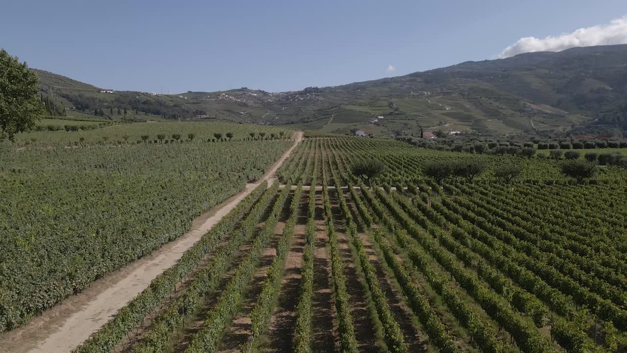 Vista aerea di un vigneto a Lamego, Portogallo, drone che si muove a destra mostrando l'estensione del vigneto, la linea parallela dei vitigni e la montagna sullo sfondo