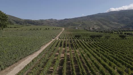 aerial view of a vineyard in lamego portugal, drone moving right showing the extension of the vineyard, parallel line of the vines and the mountain in the background