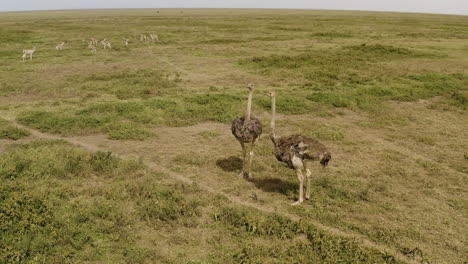 Dos-Avestruces-Y-Una-Manada-De-Gacelas-Pastando-Hierba-En-El-Fondo,-Parque-Nacional-Serengeti,-Tanzania