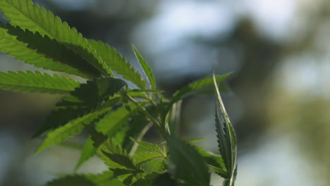 marijuana plant blowing in the wind in slow motion