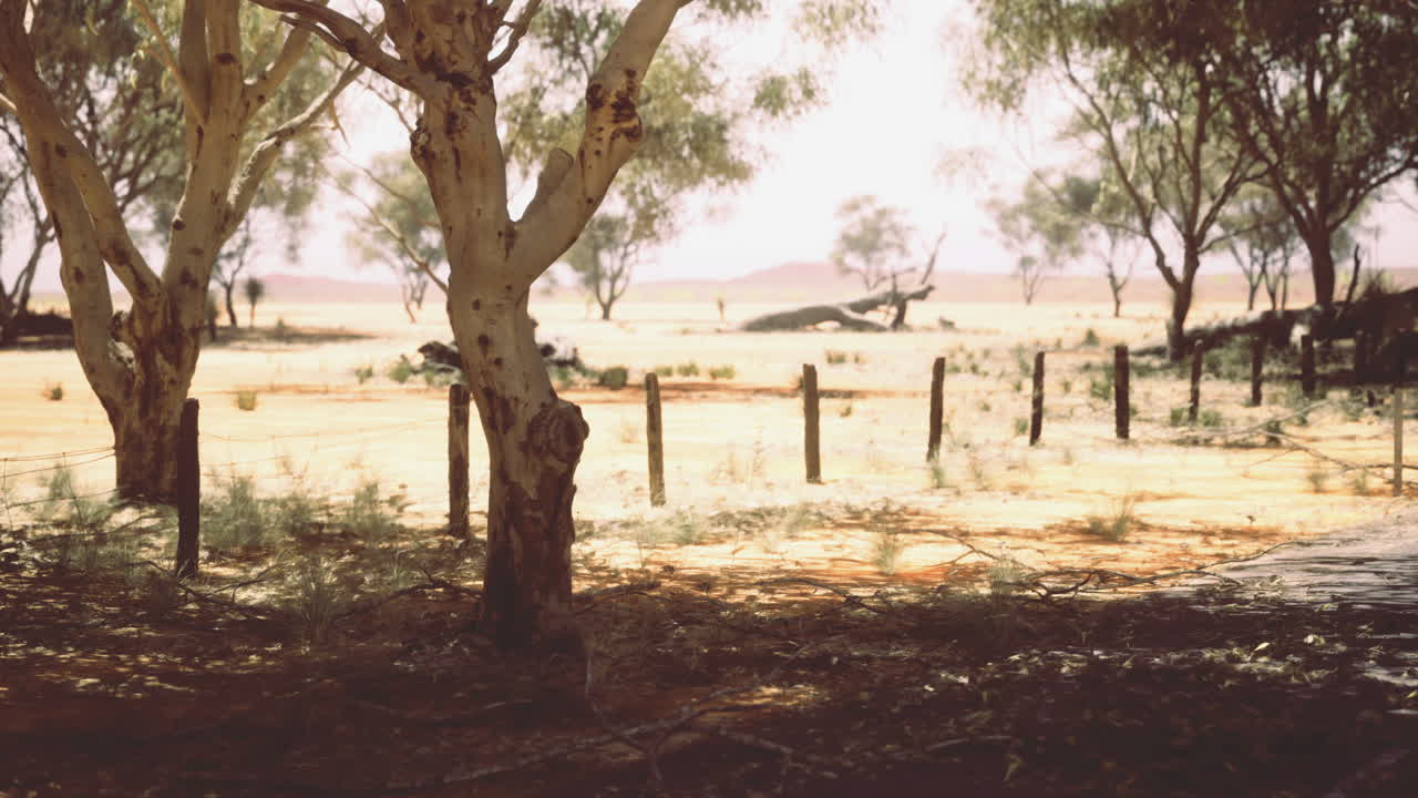 Vast australian landscape with eucalyptus trees under bright sunlight