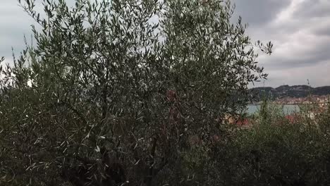 el disparo de una grúa ascendente de un olivo revela el golfo de los poetas