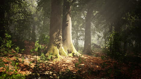 Paisaje-Vívido-De-La-Hermosa-Luz-Del-Sol-En-Un-Exuberante-Bosque-Verde