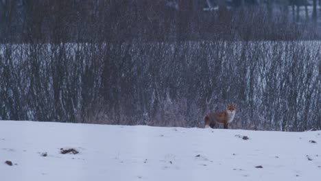 red fox on field in winter evening dusk hunting for food