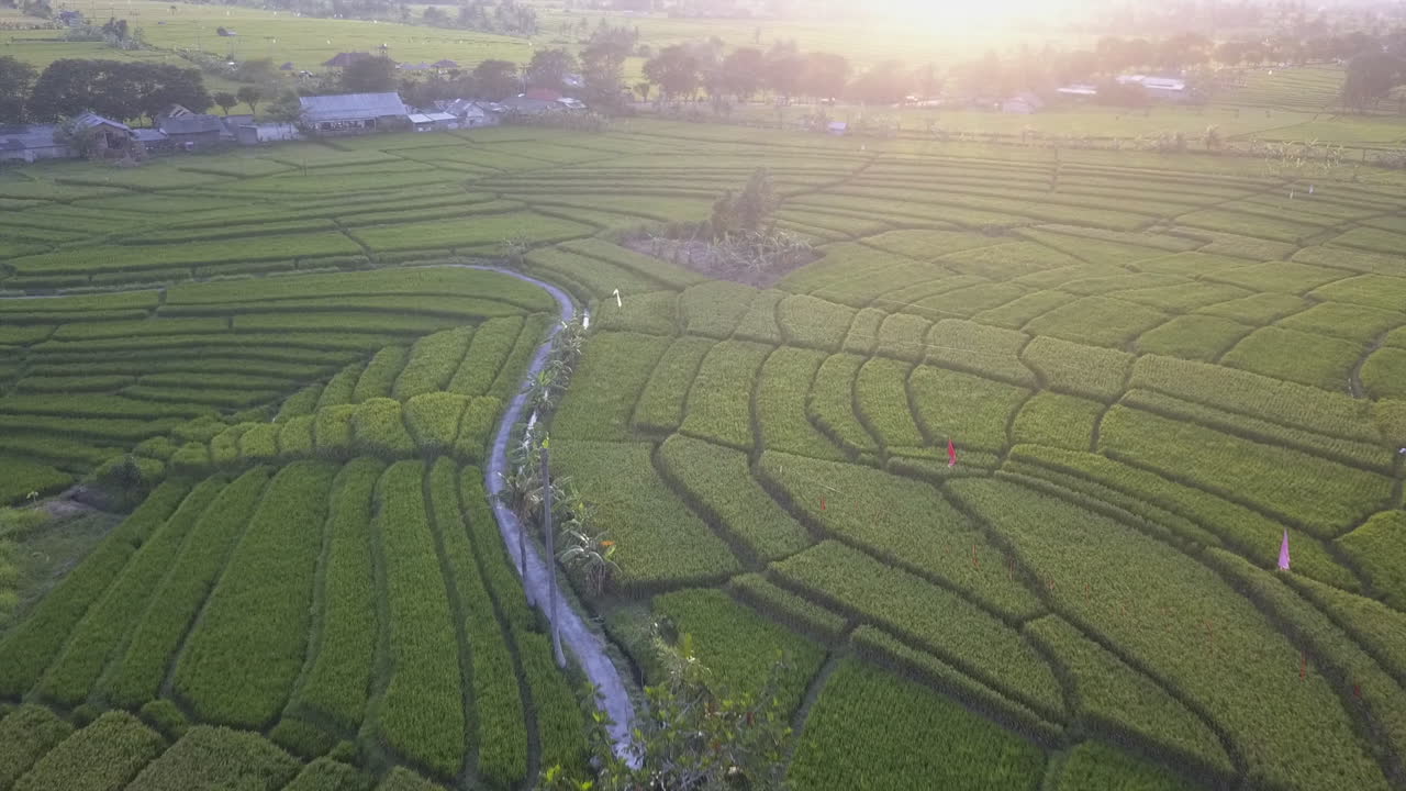 흐릿한 아침 빛 홍수 큰 논