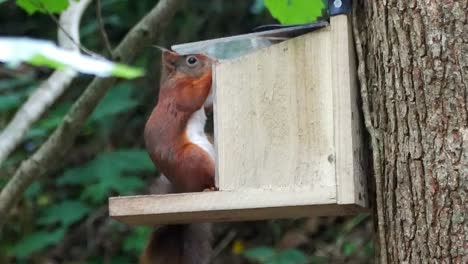 Ardilla-Roja-De-Cola-Tupida-Saltando-Al-Bosque-Caja-De-Alimentación-Del-Bosque-Masticando-Nueces-Y-Semillas