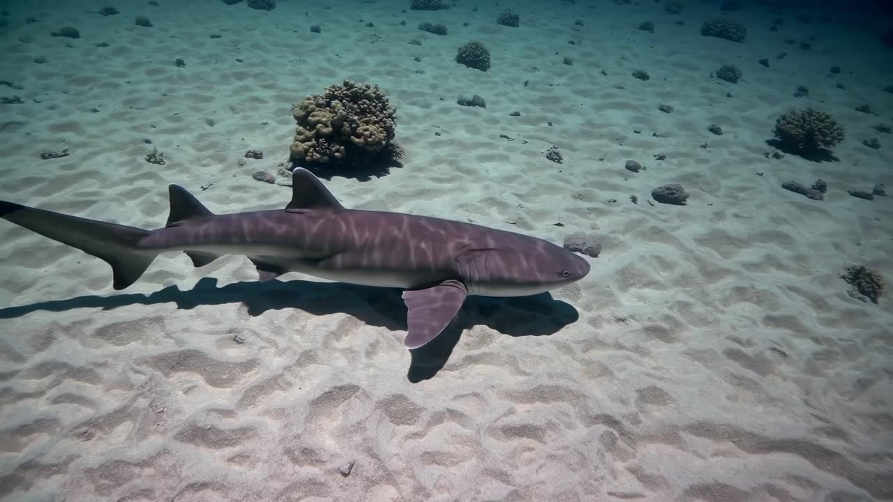Hai schwimmt unter Wasser in der Nähe von Korallen