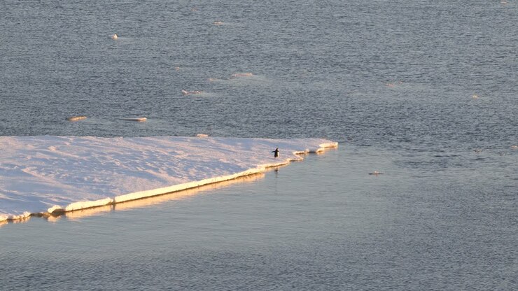 Lone penguin on an ice floe illuminated by the setting sun in Antarctica running and jumping into the water