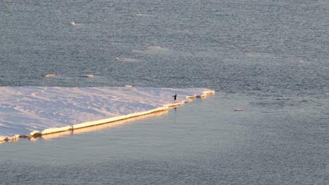 Lone-penguin-on-an-ice-floe-illuminated-by-the-setting-sun-in-Antarctica-running-and-jumping-into-the-water