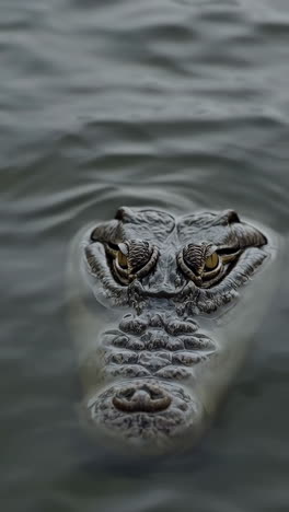 crocodile eyes peering from water