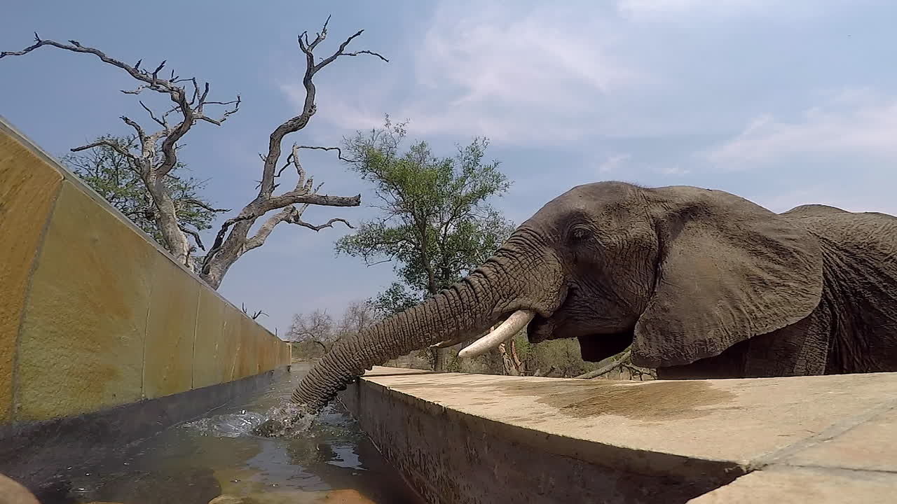 인피니티 풀에서 코끼리 식수