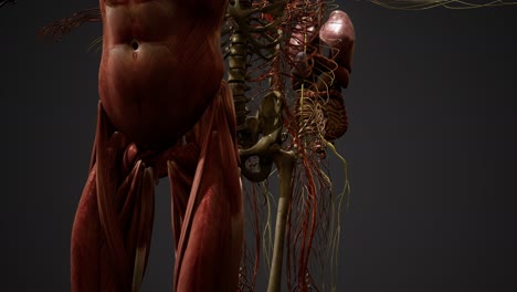 ilustración animada de la anatomía humana en 3d