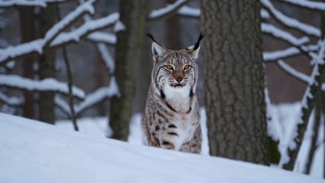 um lince numa floresta coberta de neve