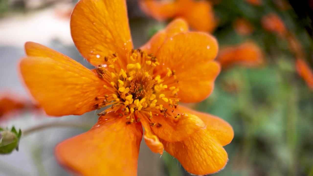 Vista macro di petali di fiori arancioni vivaci e stami dettagliati, con un bocciolo verde e uno sfondo sfocato.