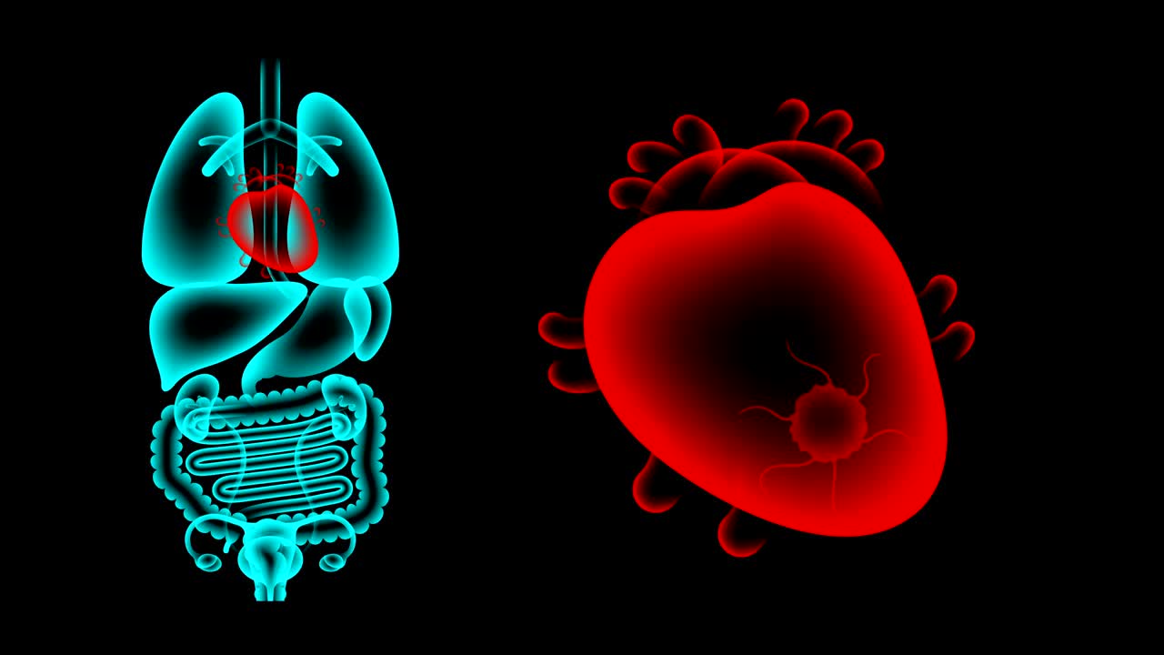 Human Female Organs X-ray set, Heart infection concept idea red color illustration isolated glow in the dark background, seamless looping animation 4K with copy space