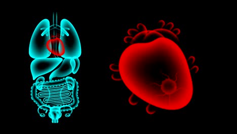 human female organs x-ray set, heart infection concept idea red color illustration isolated glow in the dark background, seamless looping animation 4k with copy space