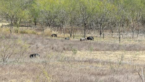 Ein-Echolot-Von-Razorback-Schweinen,-Die-Sich-über-Eine-Lichtung-In-Trockenem-Grasland-Wundern,-Wenn-Zwei-Erschreckt-Und-Weggebunden-Werden