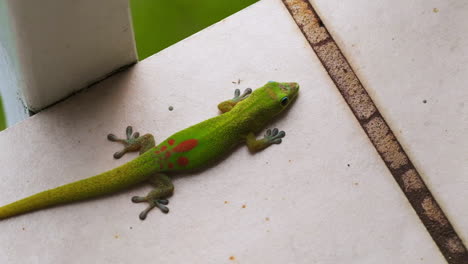 Gold-Dust-Day-Gecko-lays-on-the-tile-ground