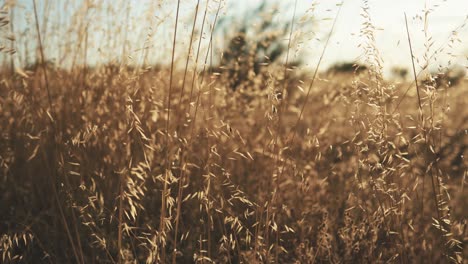 Meadow-yellow-plants-close-up-outdoors-during-sunset-in-summer-with-breeze