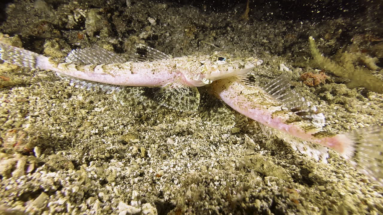 Flatheads during their mating dance in the Pacific Ocean at night: The two fish lie side by side, mirrored, and circle each other with synchronous movements