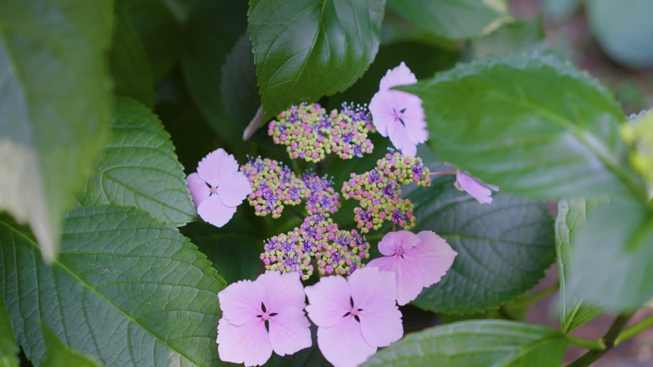 una hermosa flor rosada llamada hortensia macrophylla también conocida como "beaute vendomoise"