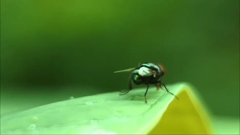 Die-Fliege-Bewegt-Ihre-Flügel,-Wenn-Sie-Auf-Den-Blättern-Landet