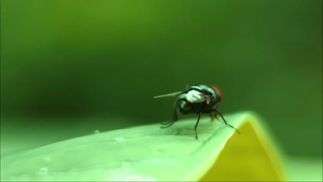 la mosca mueve sus alas cuando se posa sobre las hojas