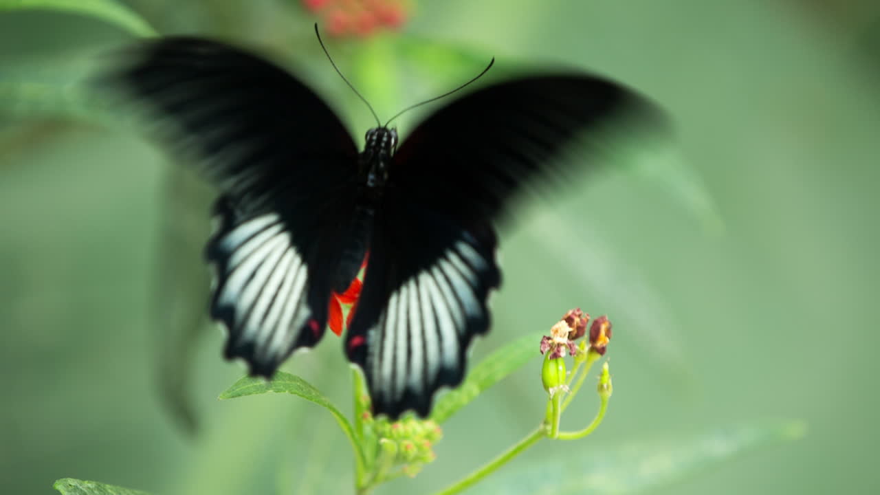 Macro Farfalla 34