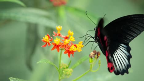 Butterfly-Macro-34