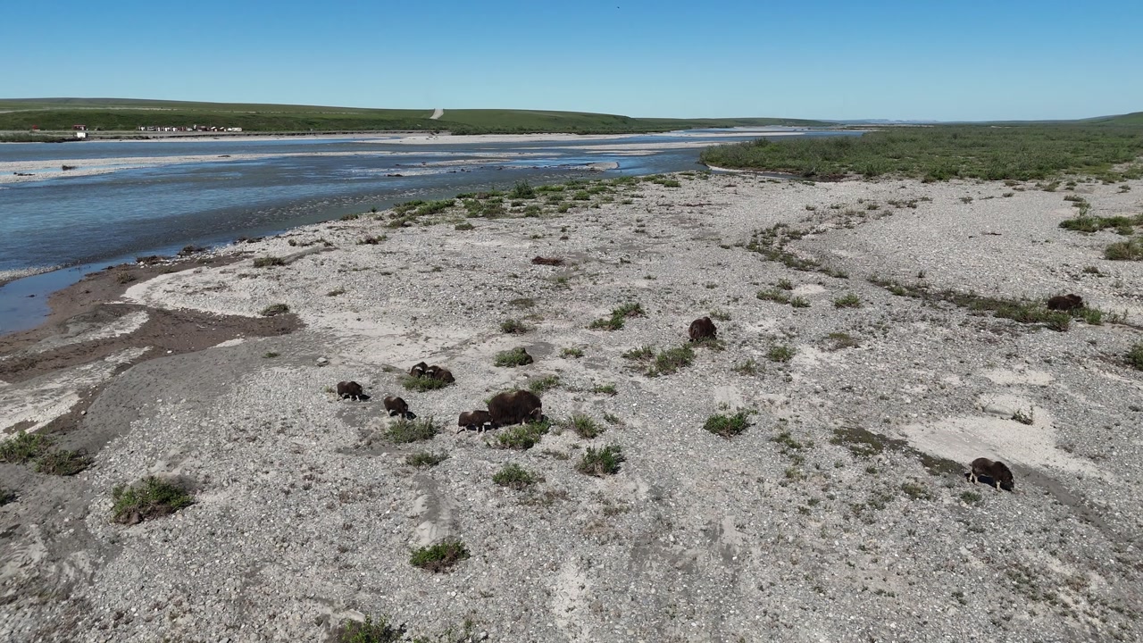Majestic herd of wild muskoxen, including several calves, peacefully grazing on the sparse vegetation of a wide, rocky riverbed in the vast and remote arctic tundra of alaska on a clear day