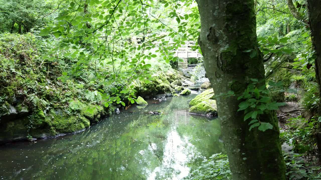 울창한 하천과 야생 초목을 내려다보는 숲을  ⁇ 고  ⁇ 는 pov